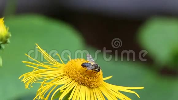 蜂花榄香烷视频的预览图