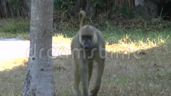 肯尼亚旅馆区的猴子视频的预览图