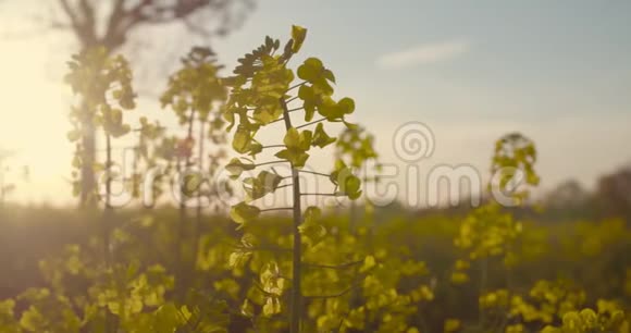 盛开的菜籽油田菜籽油上的农业田视频的预览图