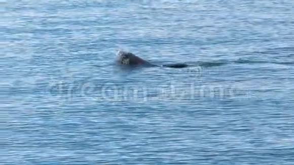 一只海豚在清澈的水里游泳视频的预览图