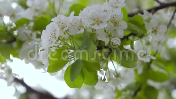 园中开花的果树视频的预览图