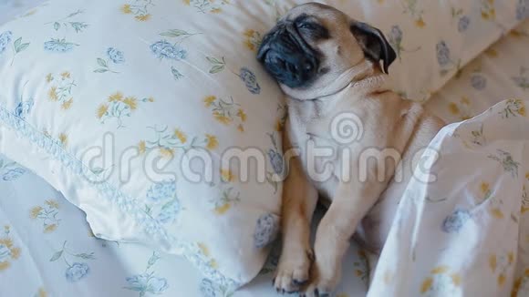 可爱的小狗狗睡在床上视频的预览图