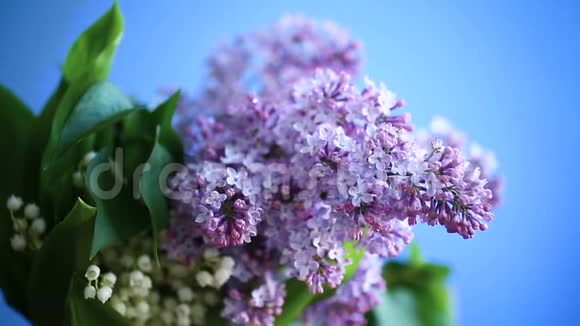 盛开的春天紫丁香的枝条视频的预览图