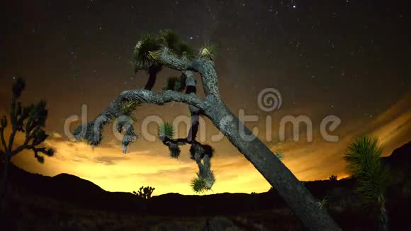 约书亚树在夜间的时间流逝视频的预览图