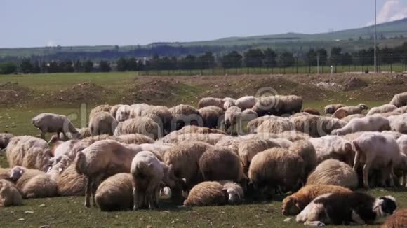野外放牧绵羊群视频的预览图