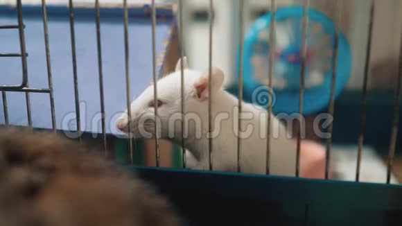 宠物笼子里的白鼠鼠慢生活方式运动视频老鼠老鼠动物概念宠物有趣的白鼠生活方式视频的预览图