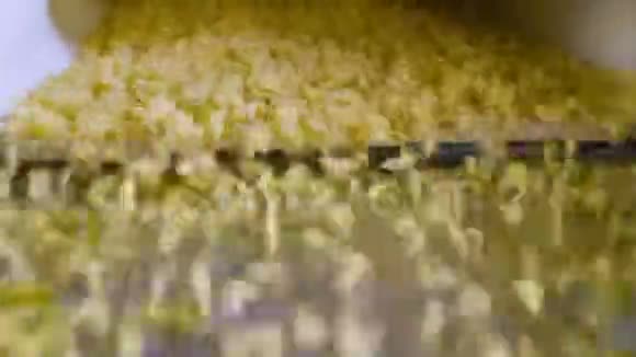 种植和食品生产面食视频的预览图