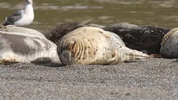海豹队在加利福尼亚州索诺玛县的山羊岩海滩上过冬视频的预览图