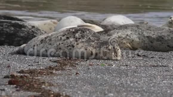 海豹队在加利福尼亚州索诺玛县的山羊岩海滩上过冬视频的预览图
