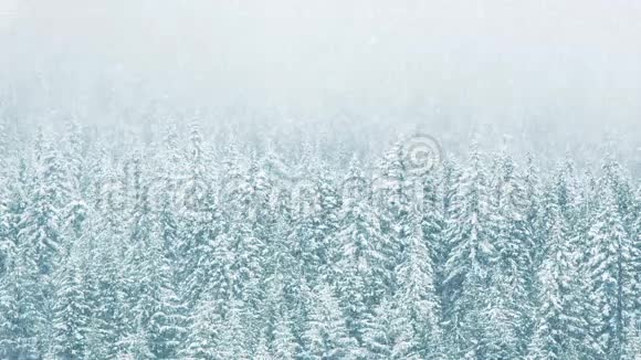 大雪中的森林视频的预览图