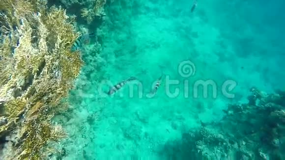 五颜六色的鱼在珊瑚中游泳视频的预览图