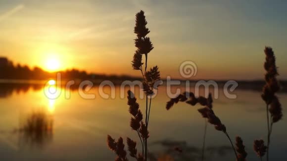太阳自然日出植物视频的预览图