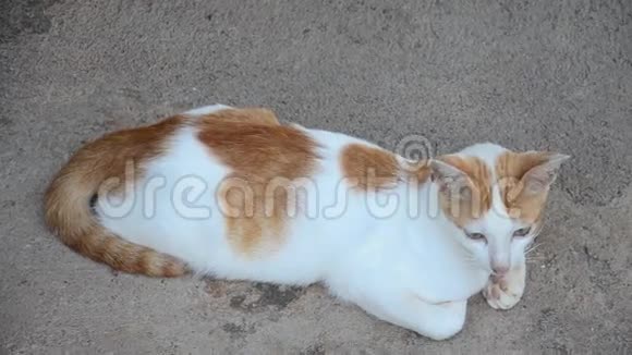 泰国家猫坐视视频的预览图