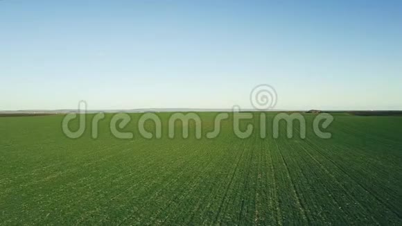 绿色小麦幼苗生长在野外鸟瞰视频的预览图