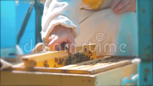 养蜂人手里拿着满是蜜蜂的蜂窝养蜂人检查蜂窝框架的生活方式养蜂概念视频的预览图