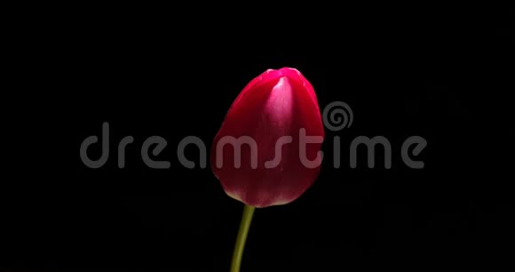 黑色背景下盛开的红色郁金香花时视频的预览图