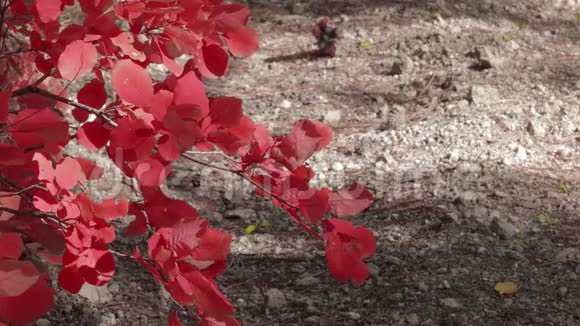 阳光下的红叶树枝视频的预览图