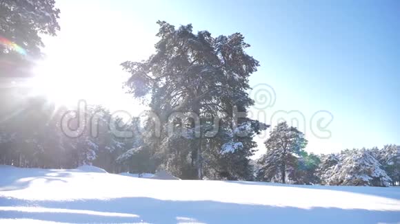 冰雪覆盖的冬林生活方式慢动作录像冬天的松林在雪的阳光下视频的预览图