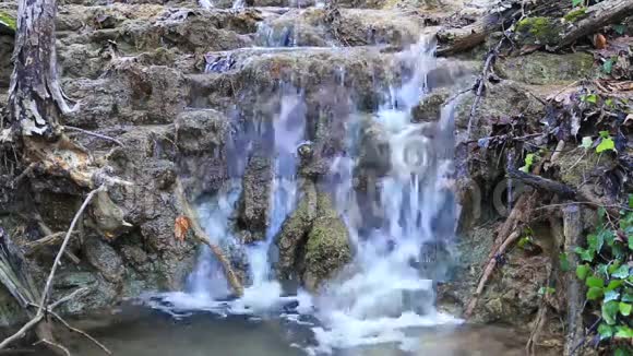 溪流穿过森林视频的预览图
