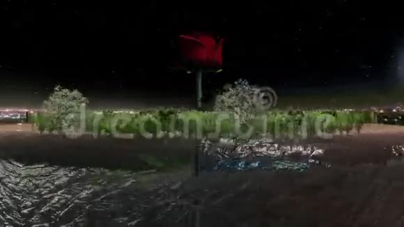 周围的冻土夜间的红玫瑰和树木视频的预览图