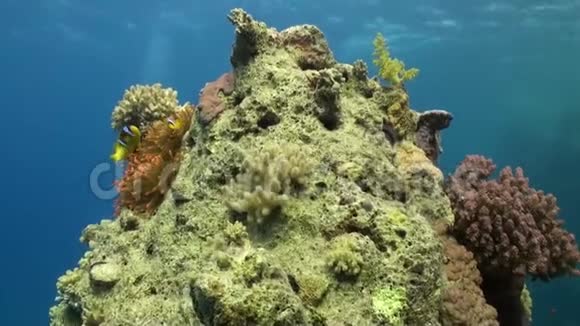 深海中的海葵和小丑鱼视频的预览图