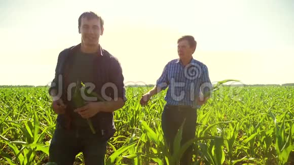 玉米两个农民穿过他的田地走向镜头慢动作视频玉米农夫穿过田野视频的预览图