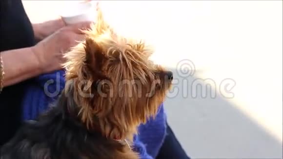 约克郡猎犬宠物狗视频的预览图