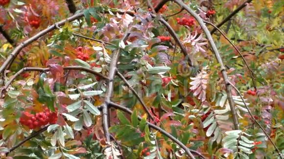 秋天的树枝上有浆果红色的在风中摇曳视频的预览图
