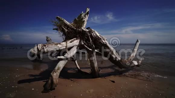 拉脱维亚波罗的海科尔卡角海滩死松树视频的预览图