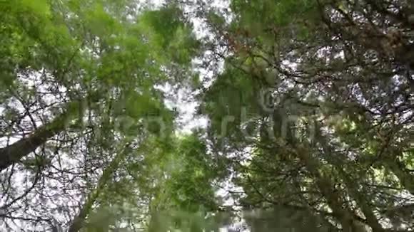 森林公路视频的预览图