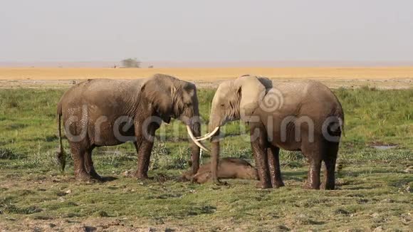 泥里的非洲大象视频的预览图