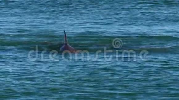 鲨鱼湾拍摄海豚风景视频的预览图