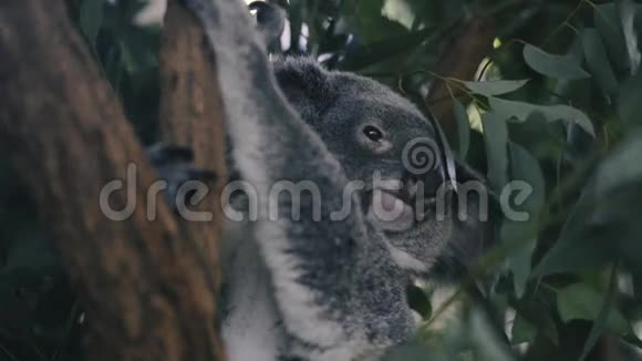 考拉自己在一棵树上视频的预览图
