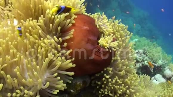 红海中海葵科植物中的小丑鱼视频的预览图