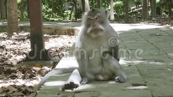 食蟹猴马卡猴又称长尾猴视频的预览图
