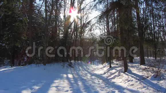 冬天的森林和太阳视频的预览图