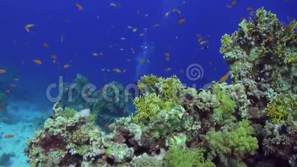鱼派放松水下红海视频的预览图