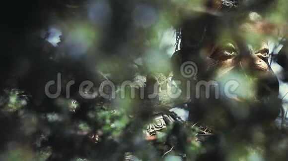 春季园林装饰镜头视频的预览图