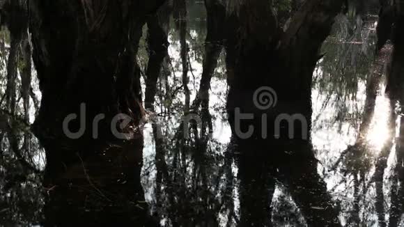 水里的树视频的预览图