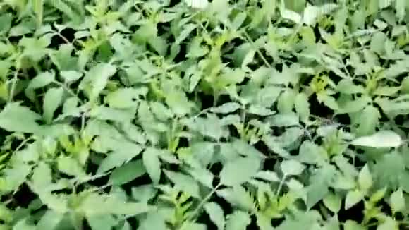 温室里的番茄幼苗温室里的幼苗视频的预览图