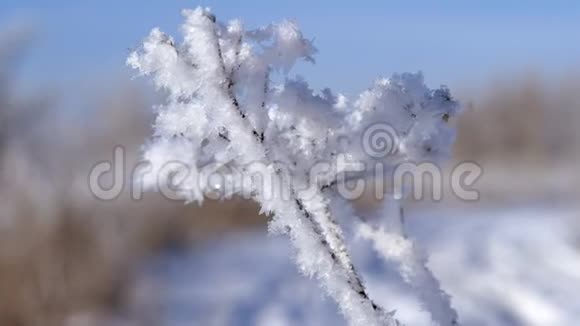 冬季景观逆着蓝天生长视频的预览图