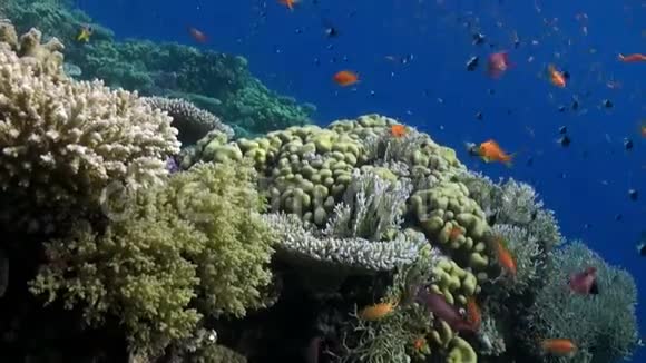 鱼群放松视频关于海洋自然水下红海视频的预览图