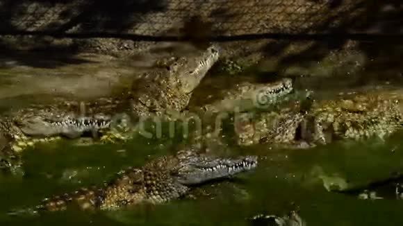 鳄鱼S在河里吃东西视频的预览图