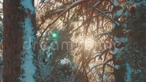 树顶冬天蓝天松雪树枝阳光在日落时照亮冬天的风景阴天的冬天树顶视频的预览图