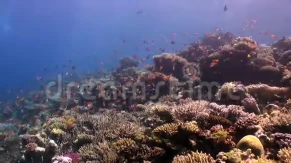 珊瑚礁海中五颜六色的鱼的学校视频的预览图