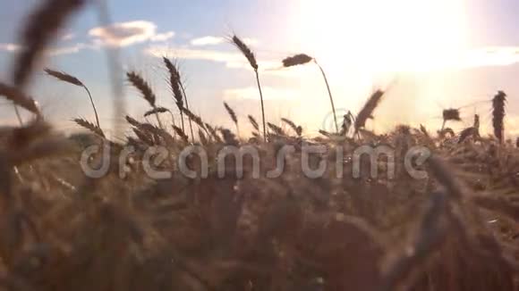 太阳背景下的田野视频的预览图