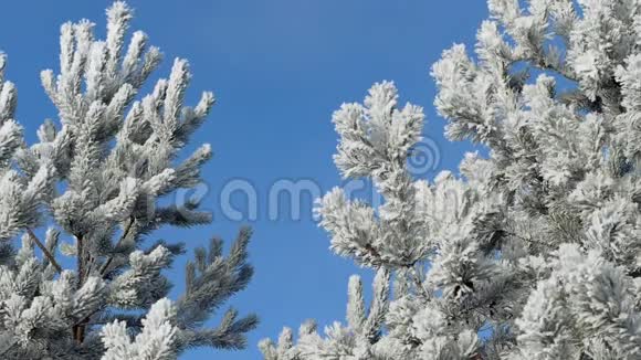 冬季景观逆着蓝天生长视频的预览图