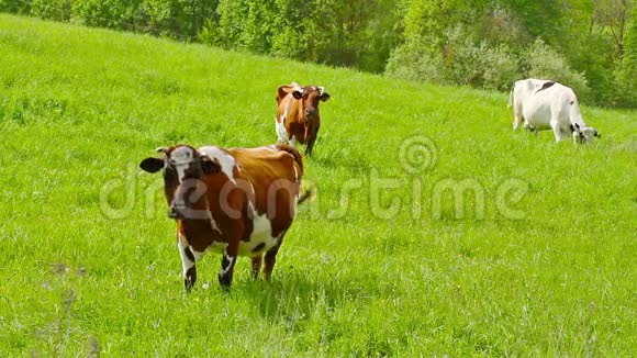 奶牛在草地上视频的预览图