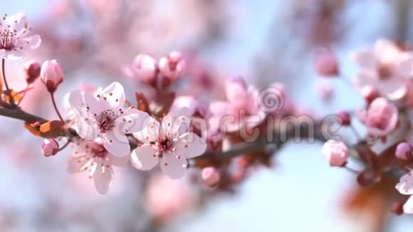 洒满鲜花的粉红色樱桃视频的预览图