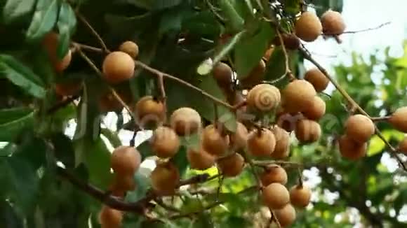 农民们在树上收获龙眼果实视频的预览图